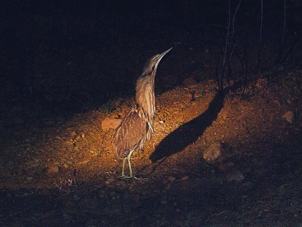 Bittern.jpg