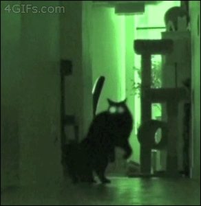 Kotik.gif
