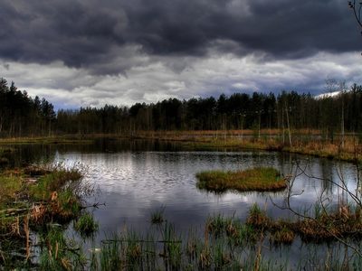 Bolotnaya kripota.jpg