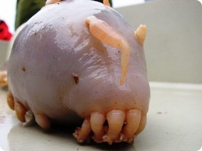 Holothuroidea.jpg
