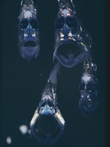 Hatchetfish 2.jpg