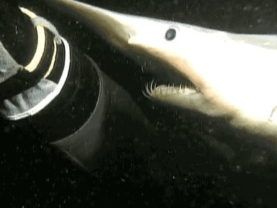 Goblin shark.gif