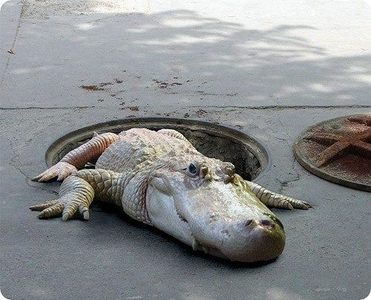 Albino alligator 2.jpg