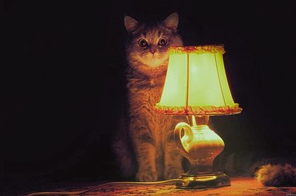 Cats tales.jpg