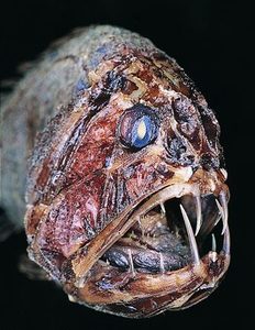 Deepfish.jpg
