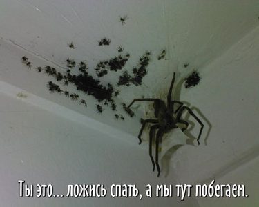 Spiders (2).jpeg