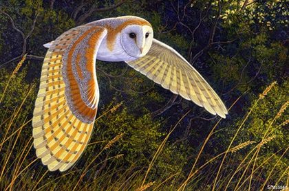 Mothman Barn Owl.jpg