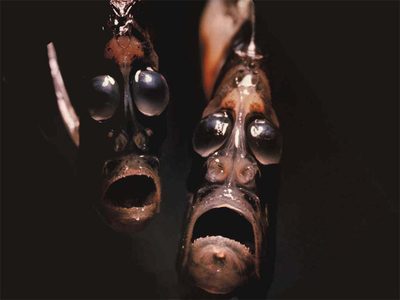Hatchetfish.jpg