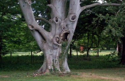 Beech.jpg