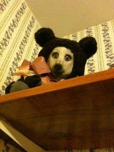 Dogbear.jpg