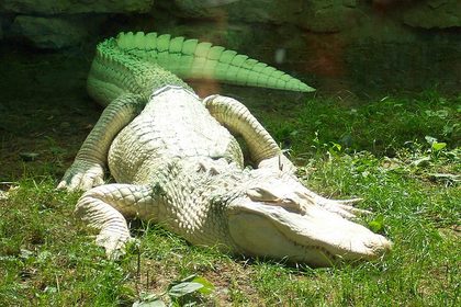 Albino alligator.jpg