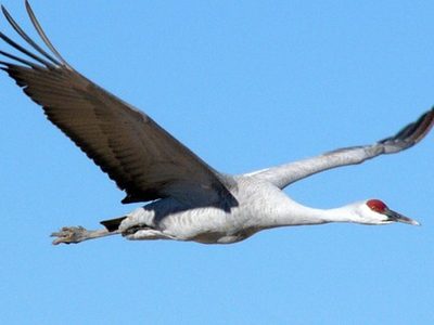 Mothman Sandhill Crane.jpg
